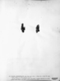 Scytinium fragrans image